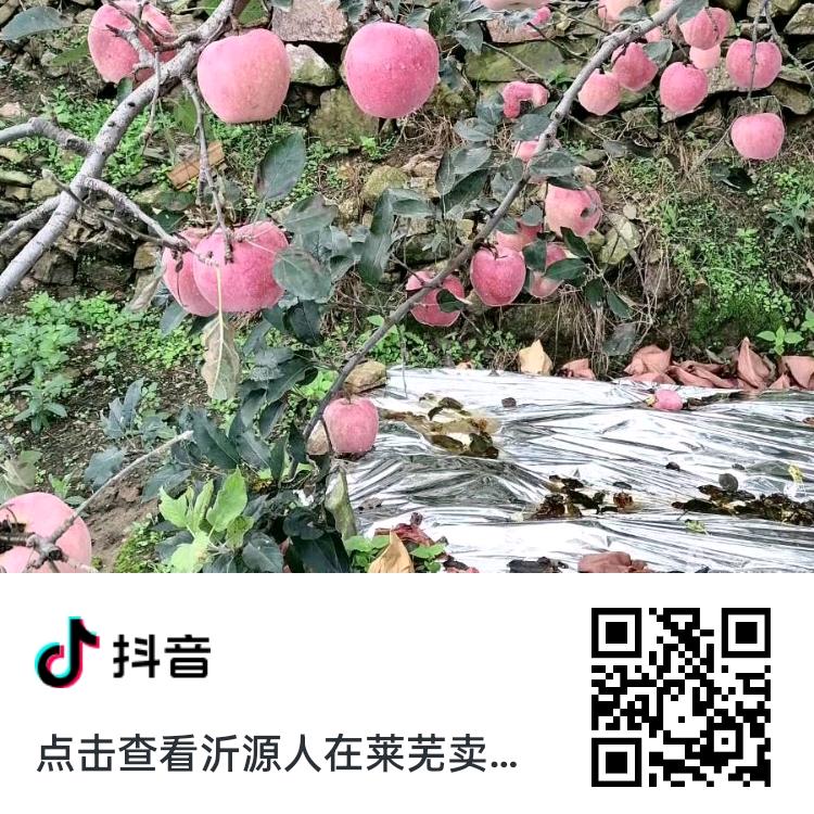 沂源人在莱芜卖苹果