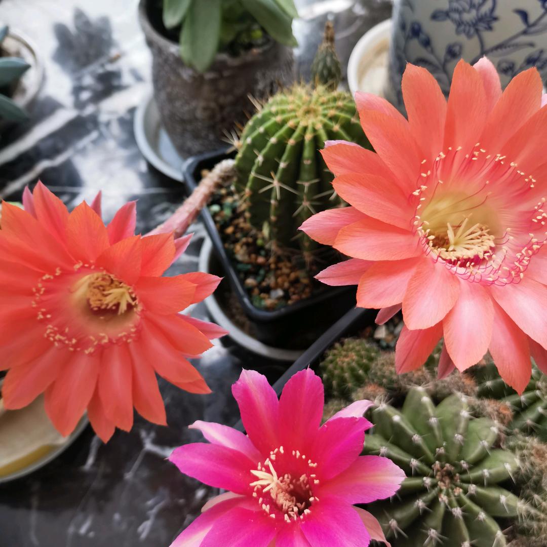 朱朱