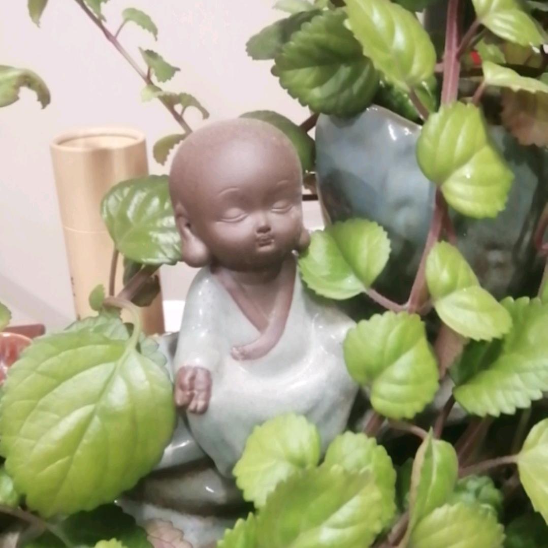 曹哥