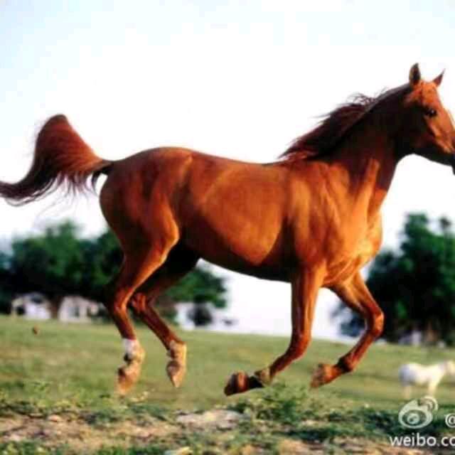 马到成功