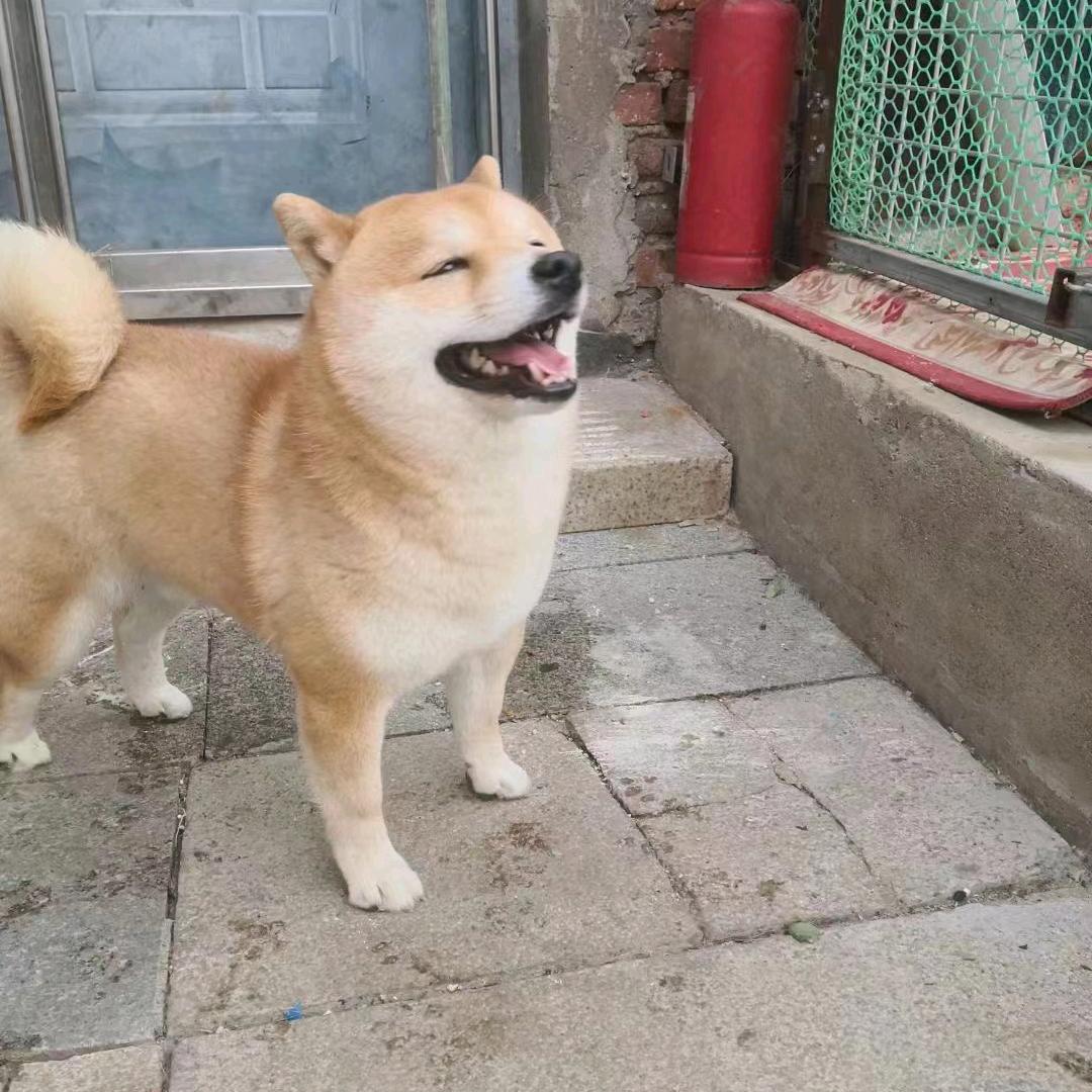萌柴小院