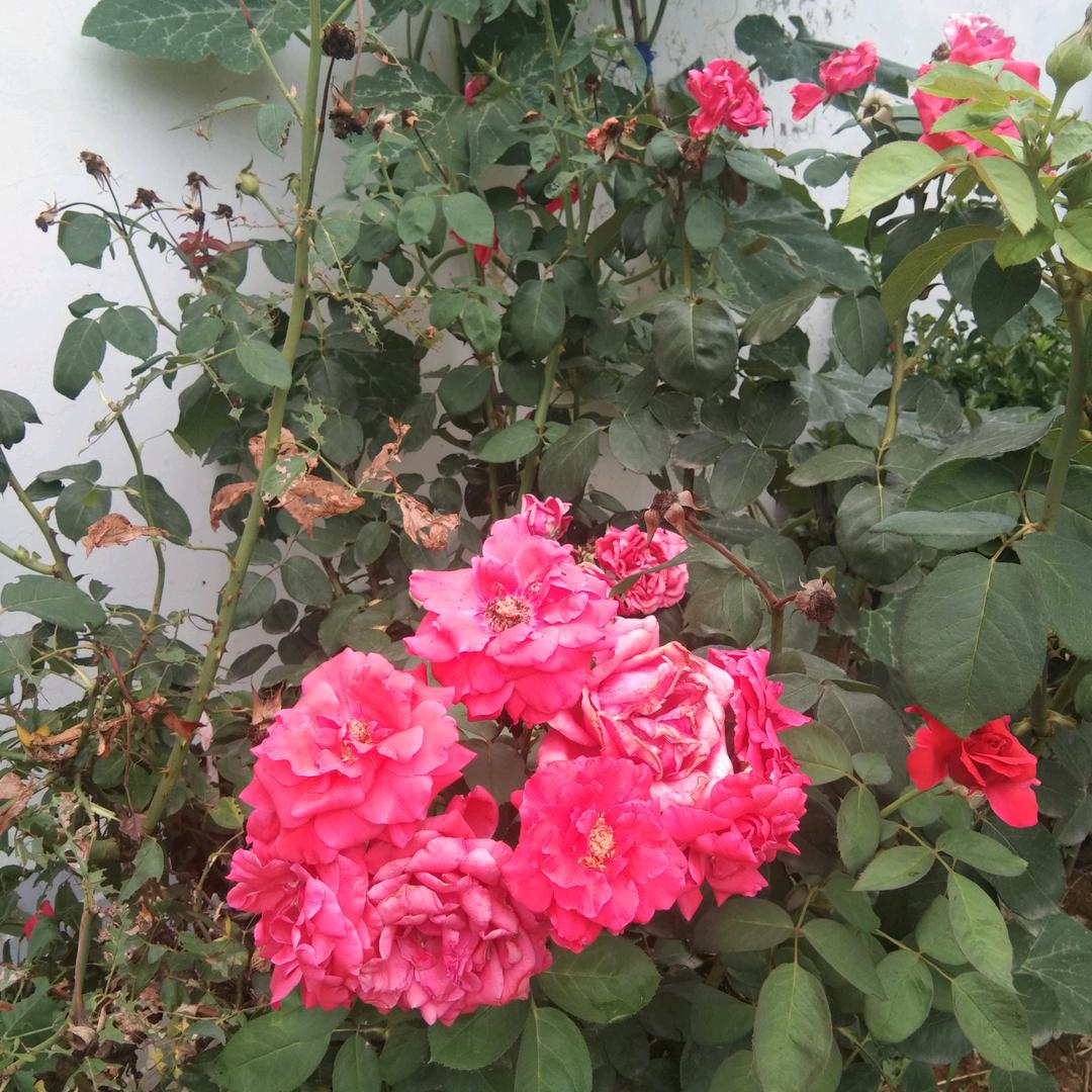 赠人玫瑰，手留余香