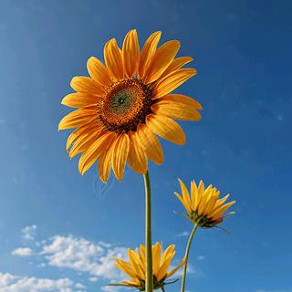 天园古典家具厂