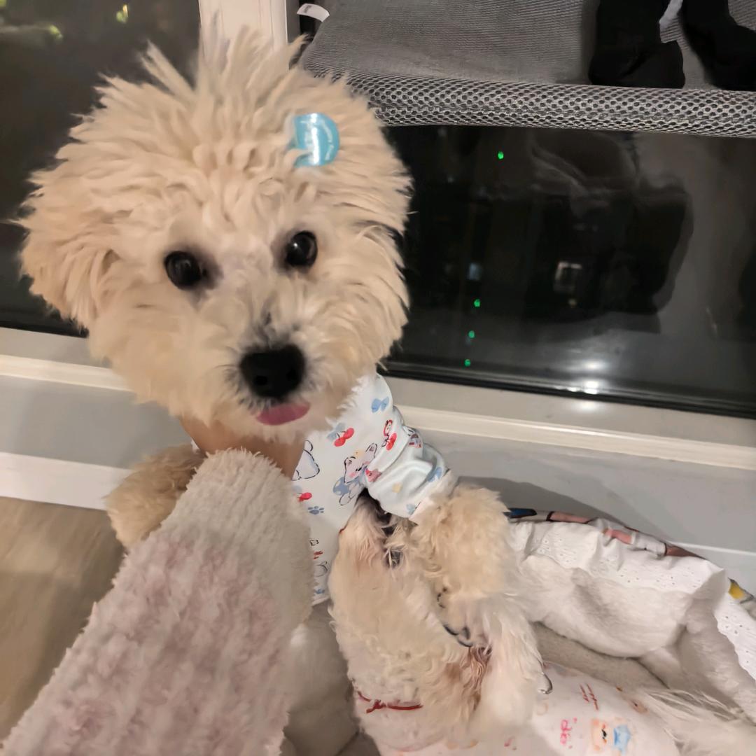 来财来福 果冻包子