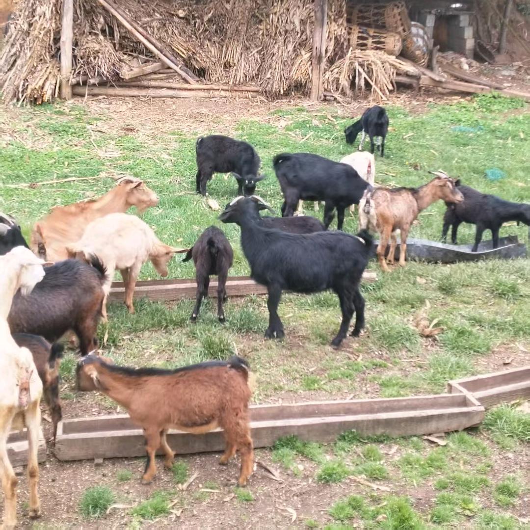 赫章县罗记羊肉粉馆