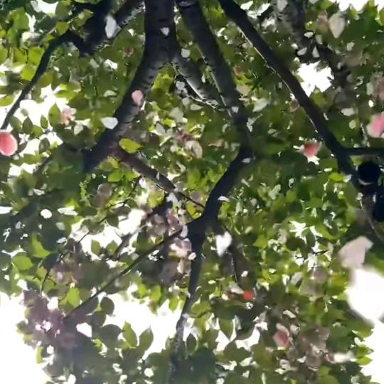 槆