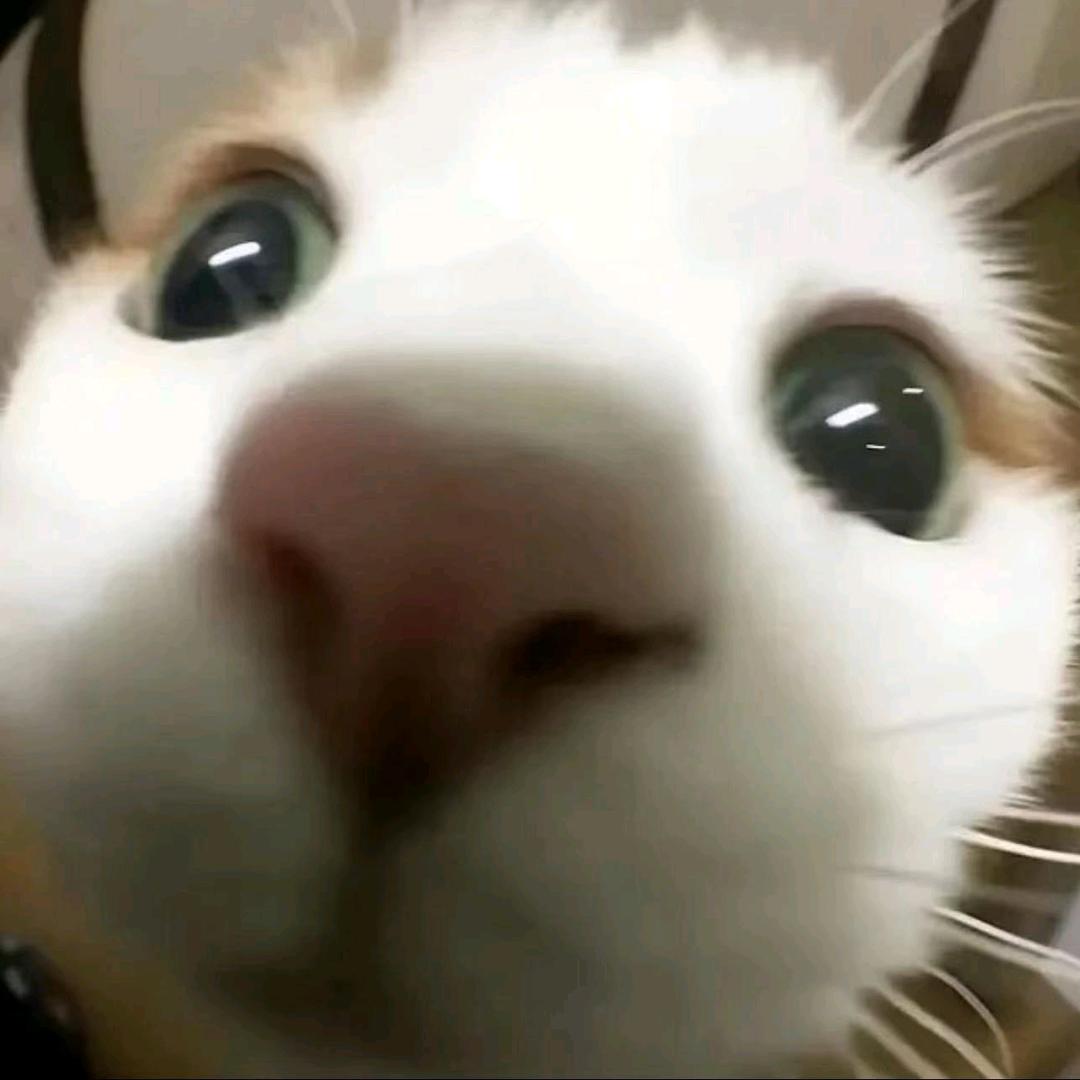 多肉葡萄金砖