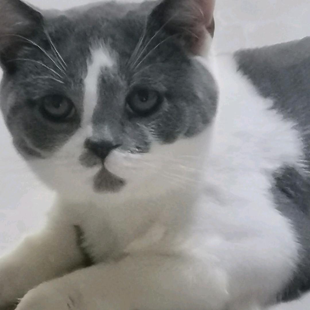 悲伤的微笑牛油果