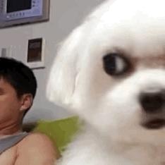 大花生