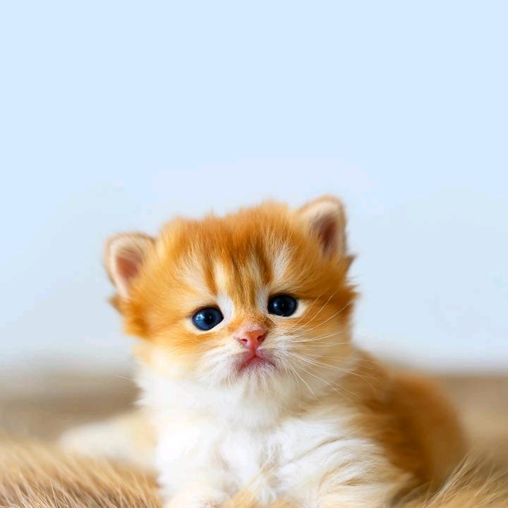 🍇🍇睡不着🍒🍒