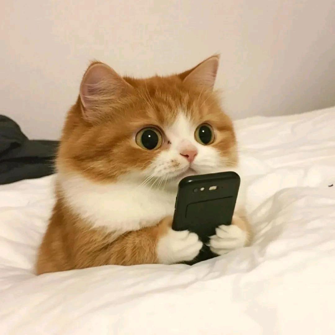 元元野猫