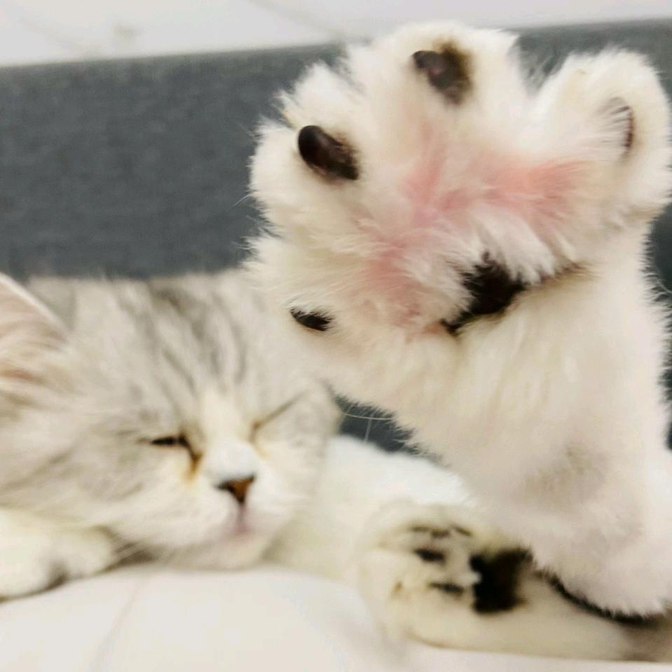 守◆護ㄨ天鹅♪