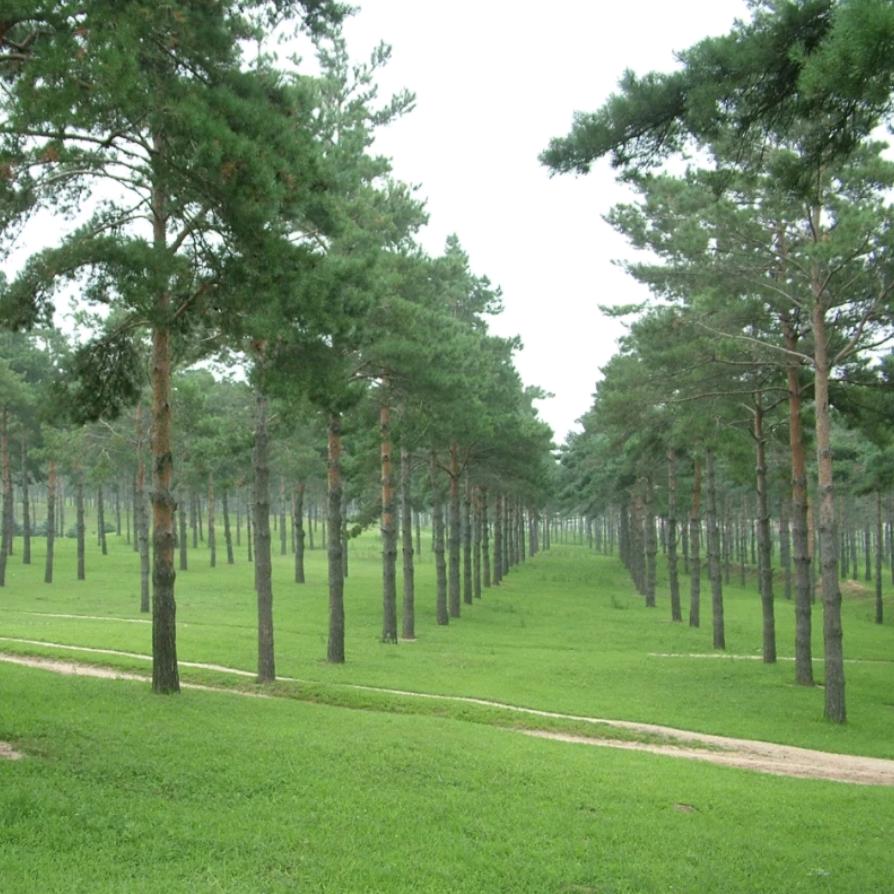 防护林