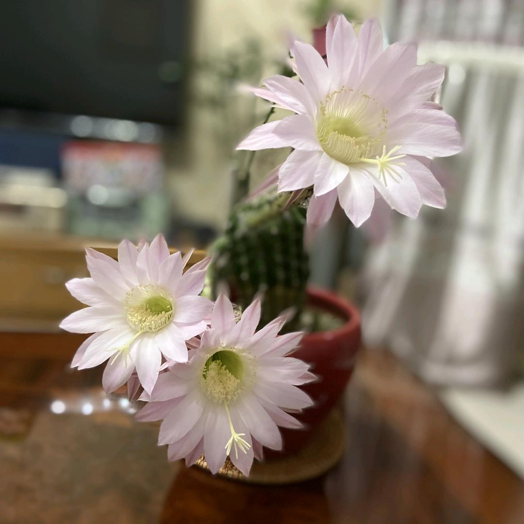 @38岁阿姨练毛笔字的日常