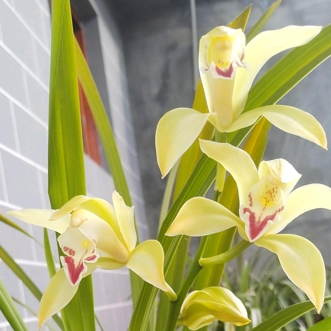 滇西小赵虎头兰种植