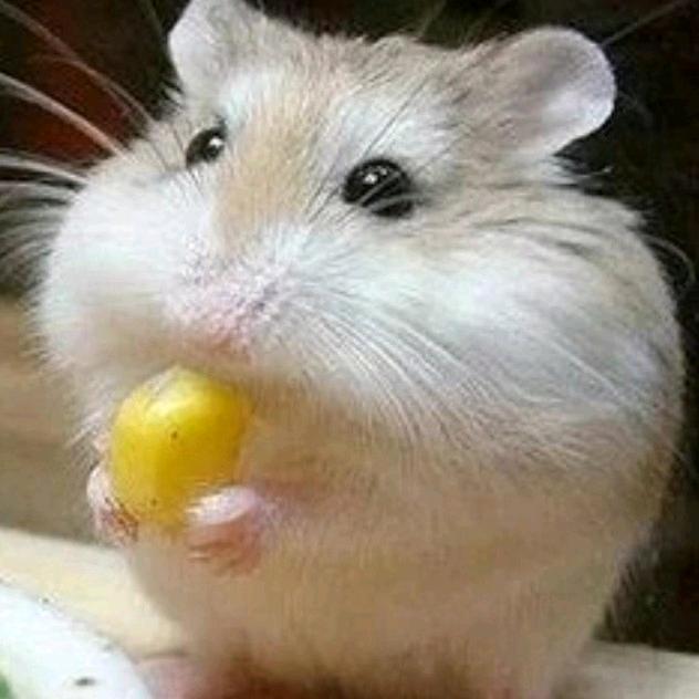 禹.