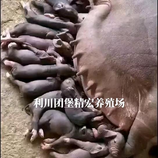 团堡精宏养殖场