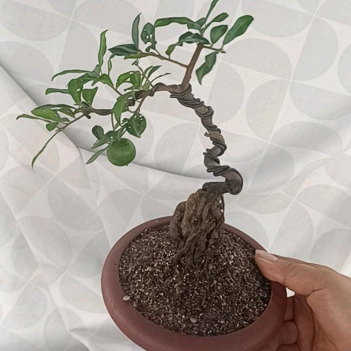 弹子缘二弟