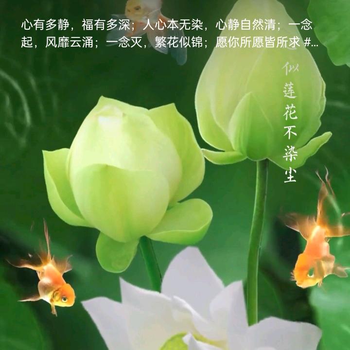 雪的精灵ヽ(爱´∀‘爱)ノ