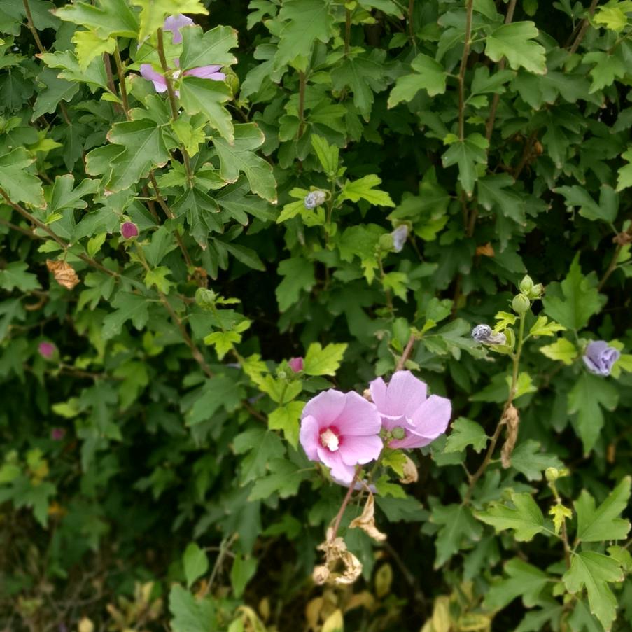 灰姑娘与快乐王子