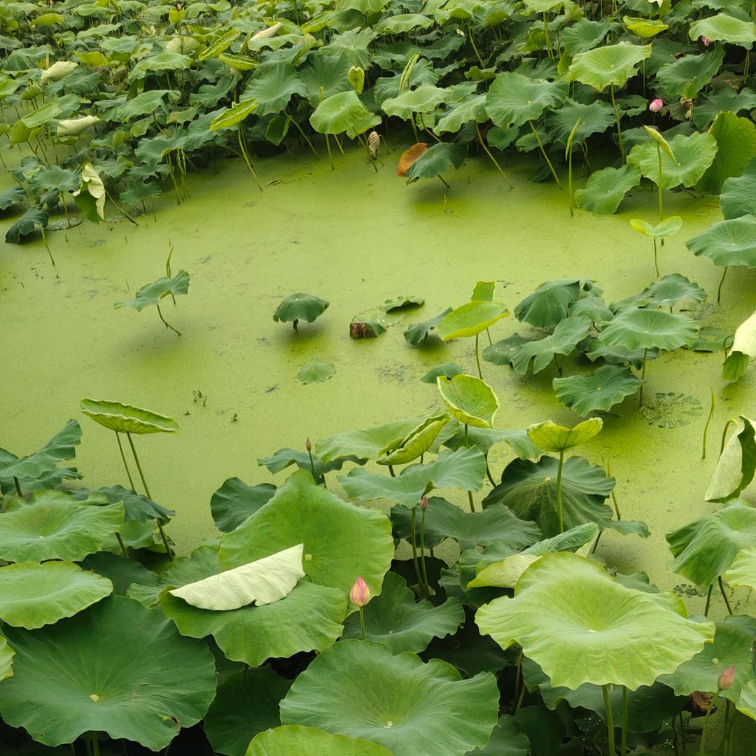 姜湖闲人