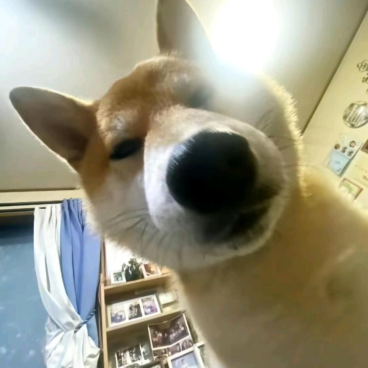 噗忒頭