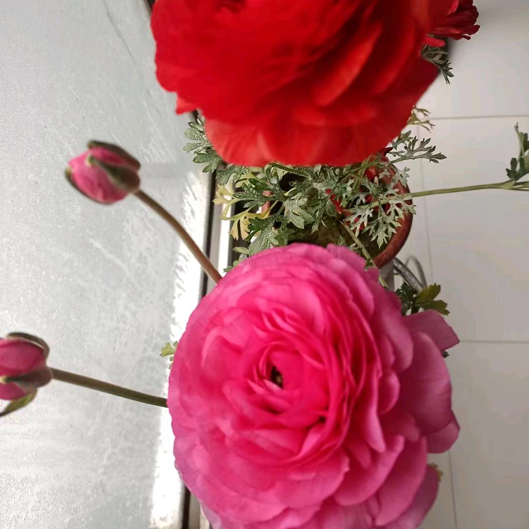 用户382327714607展翅翱翔