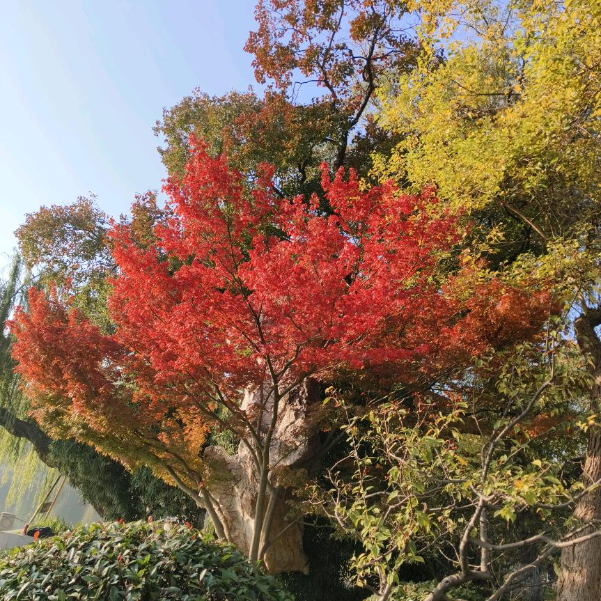 梦梦