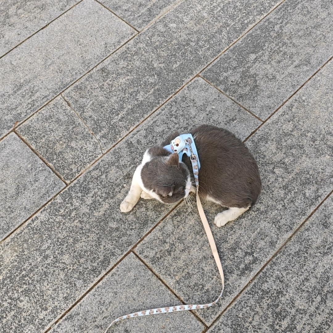 鱼跳跳🐟