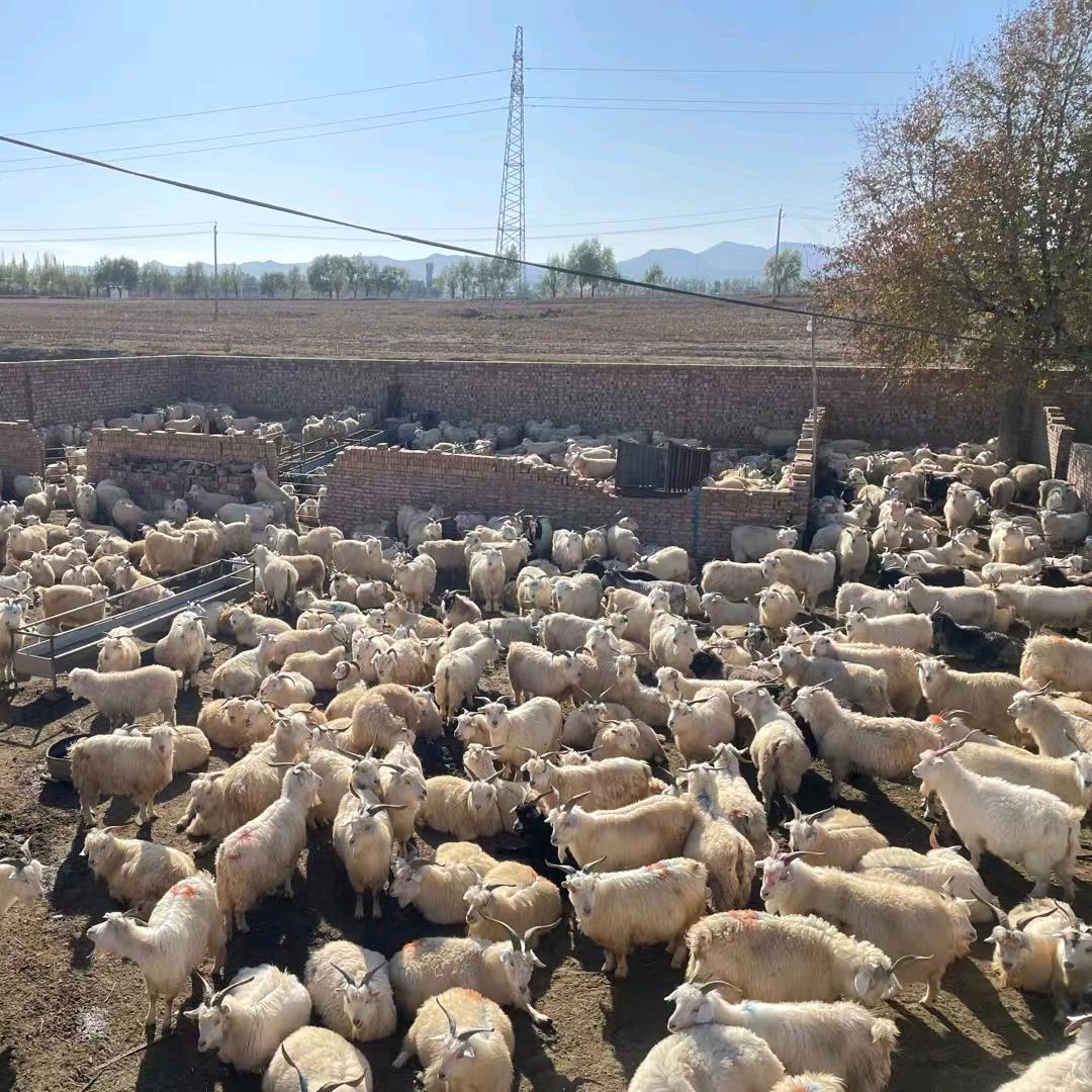 宁夏滩羊肉活羊代办