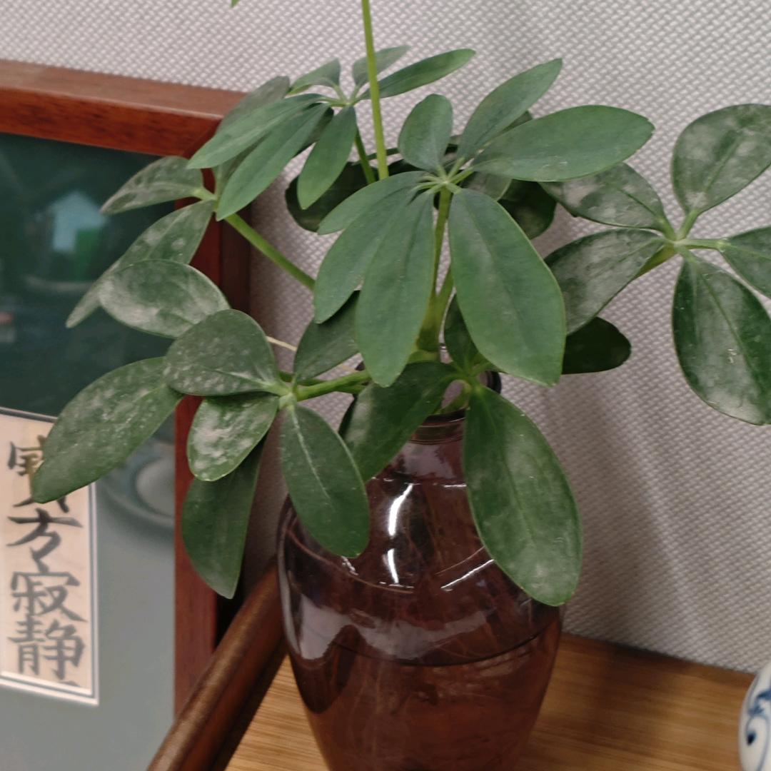 淼森居士