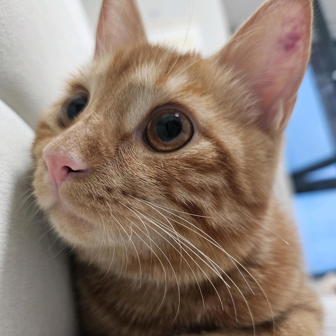 夜墨微雨问海棠