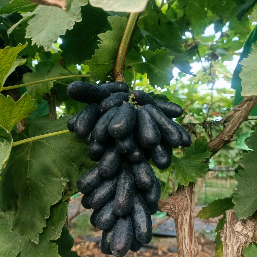 悦华果蔬庄园官方号