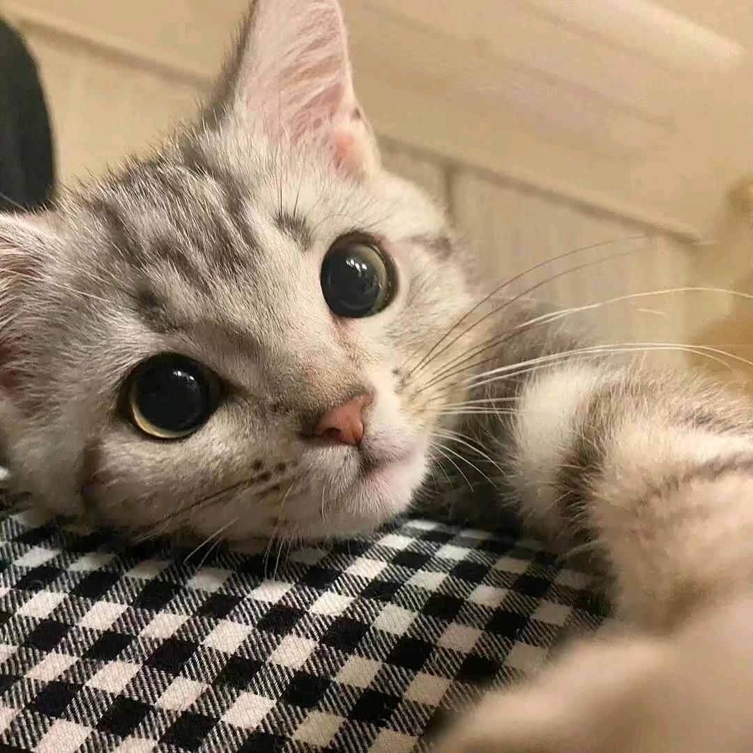 墨渊