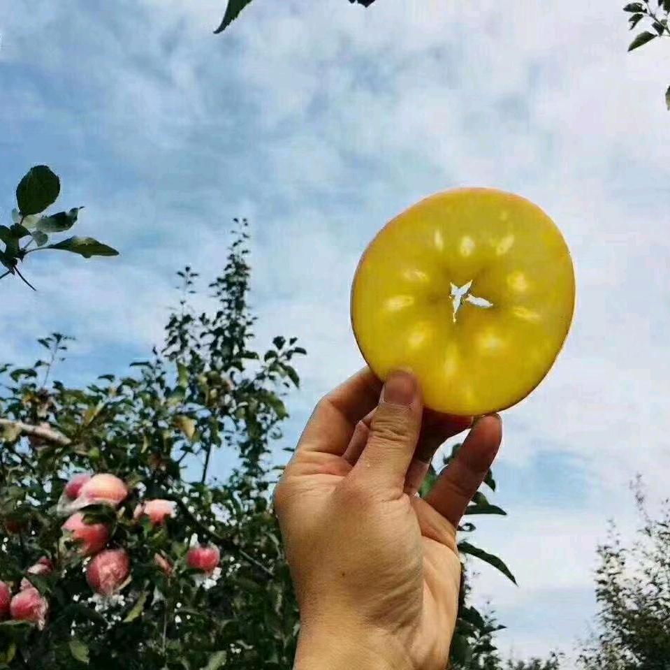 灵宝市寺河山SOD红富士