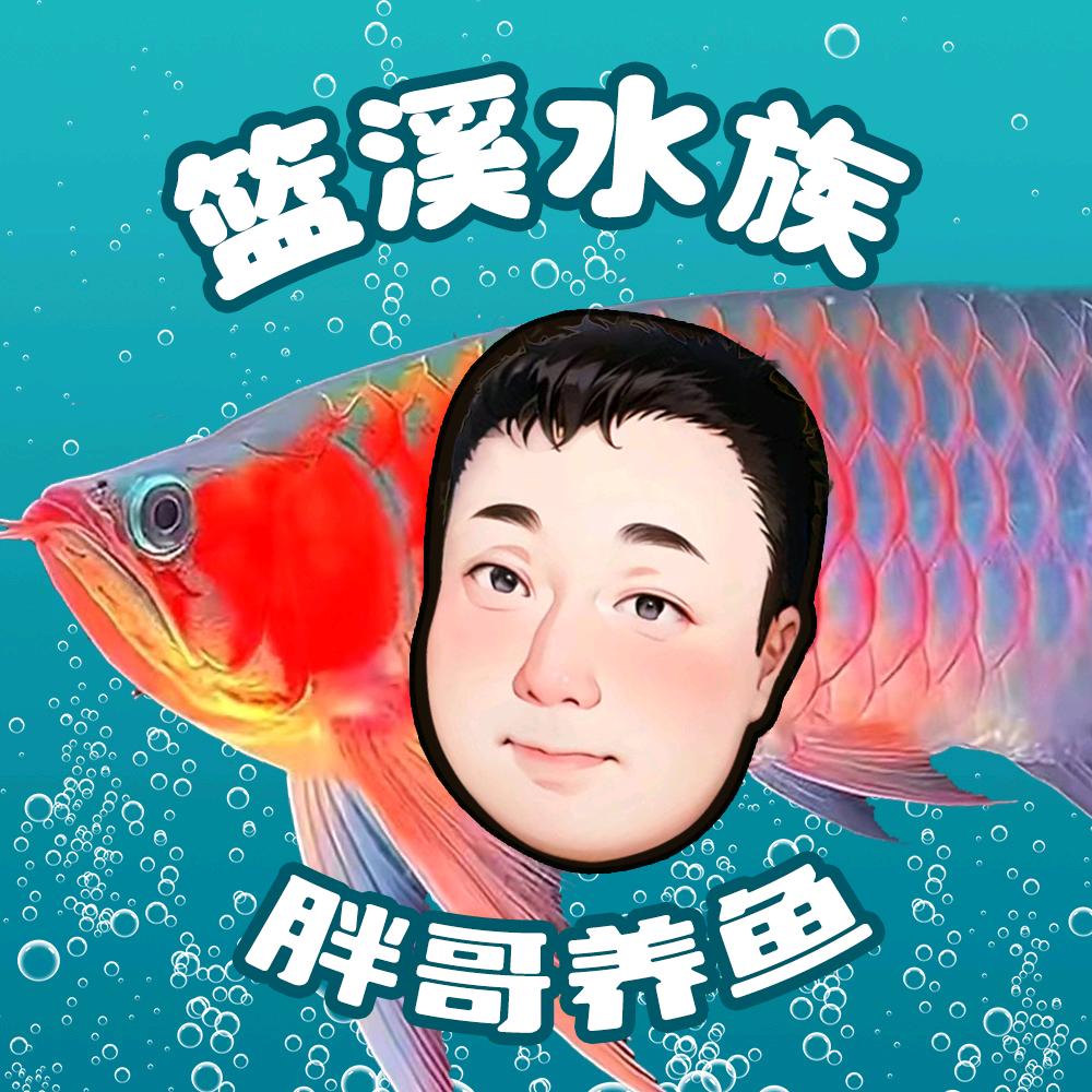 泉州胖哥养鱼（龙虎魟水族鱼缸）