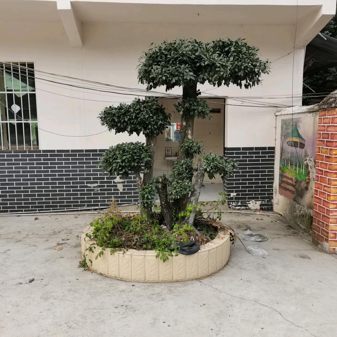 不说谎的男人