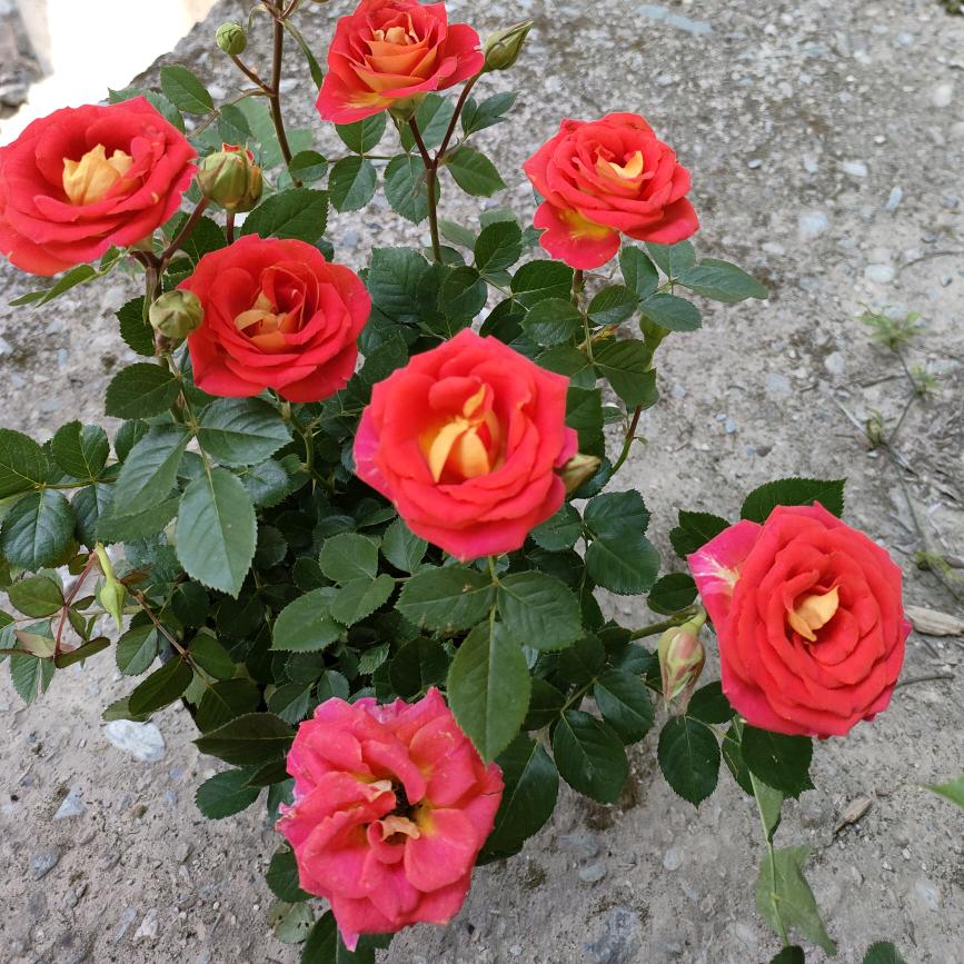 姐的气质请不要模仿。