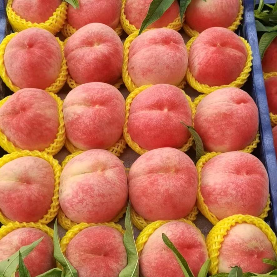 桃花岛主