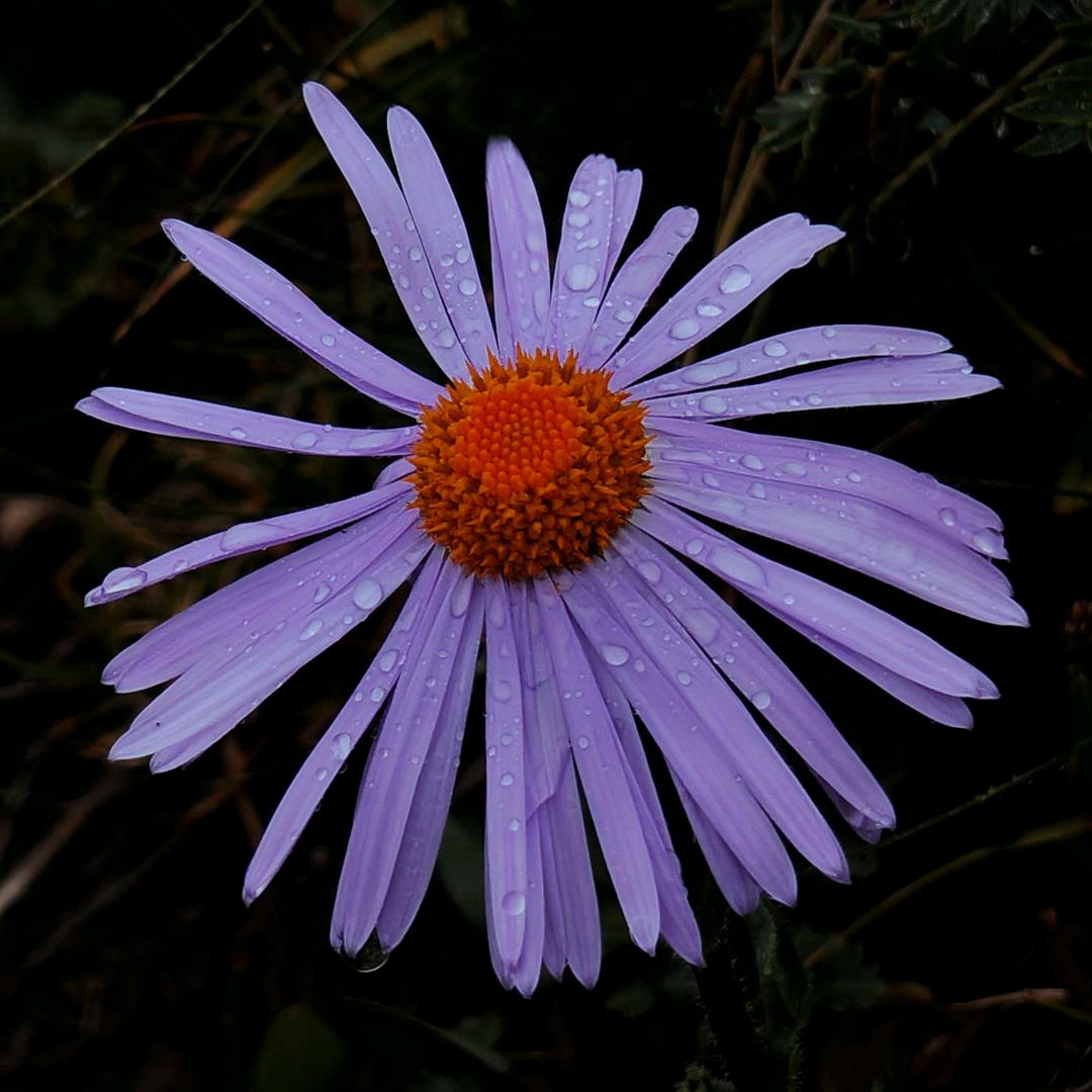 ར་ཅོ་བ།