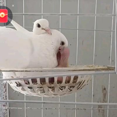 静羽鸽业