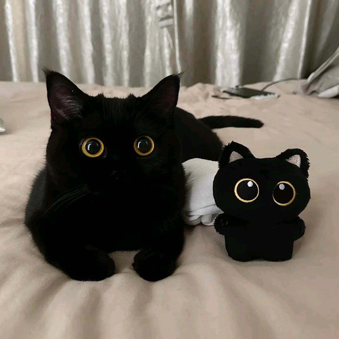 猫🉑儿