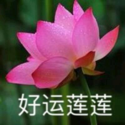好运莲莲