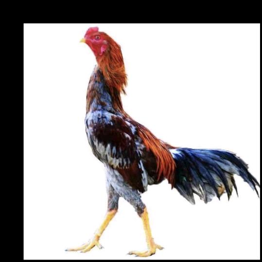 🐔🐤新疆斗鸡爱好者🐓🐥