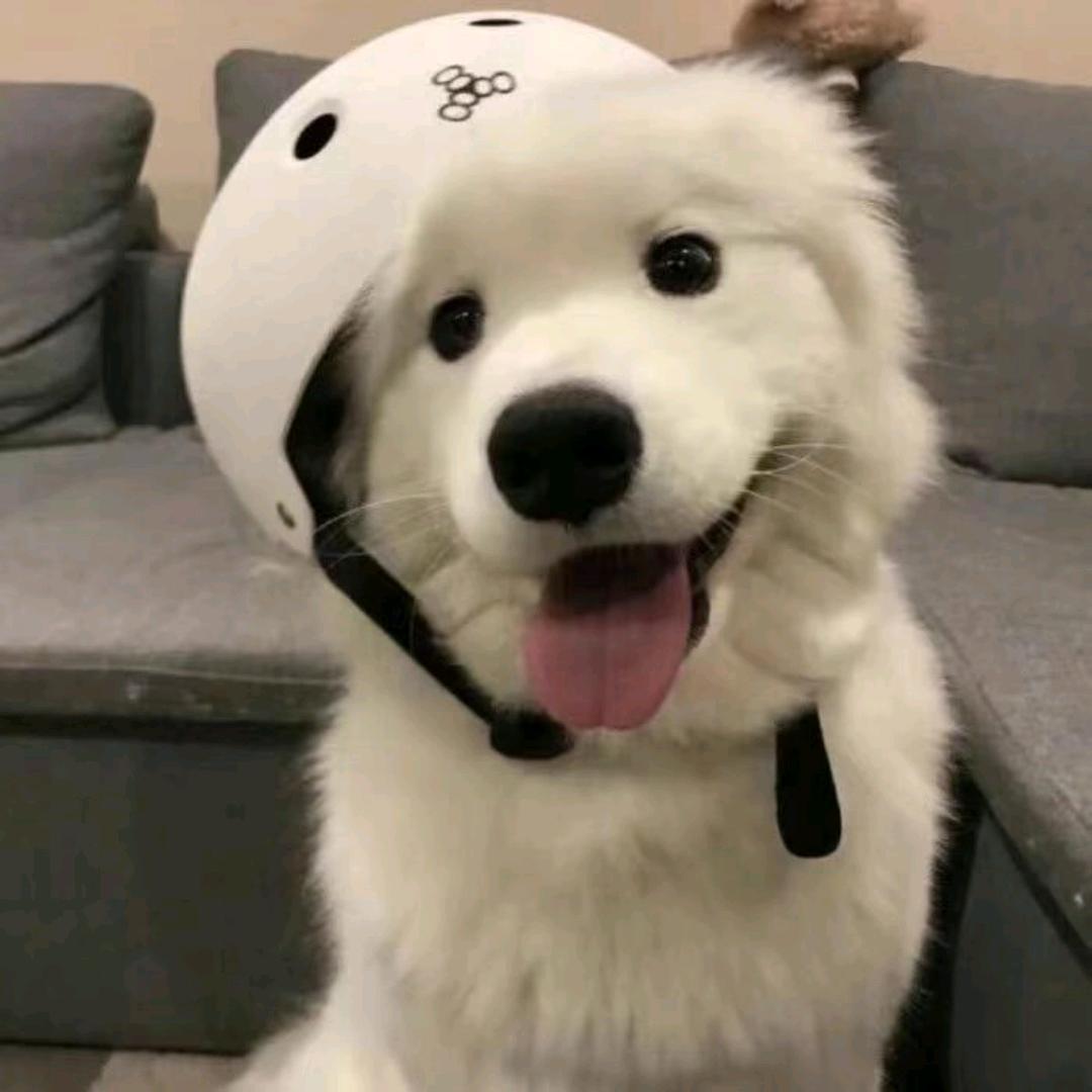 小新。