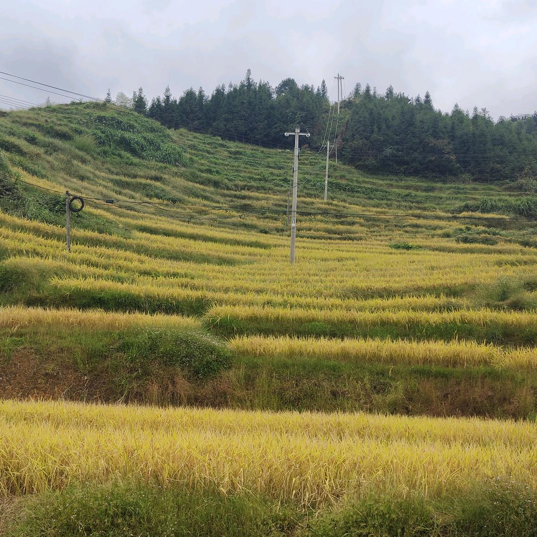 花园宝宝崽