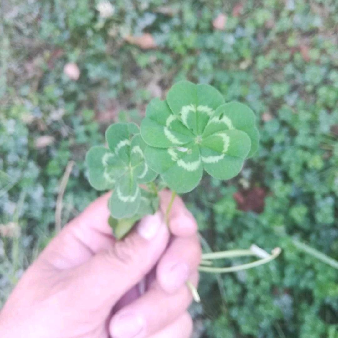 五叶草