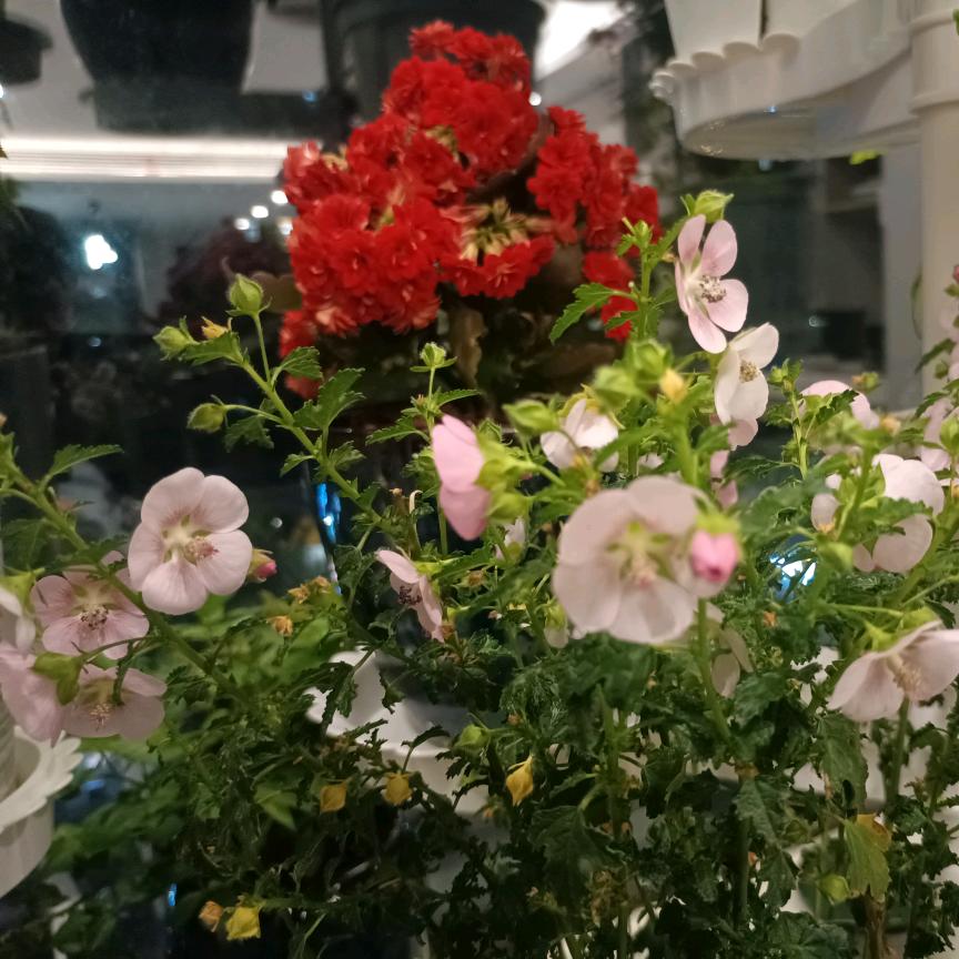 古槐新韵