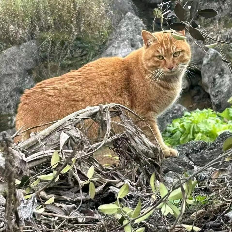 阎闫最咸