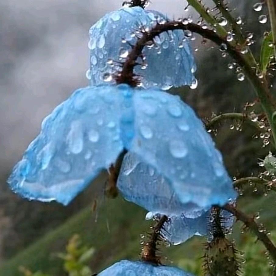 蓝莲花